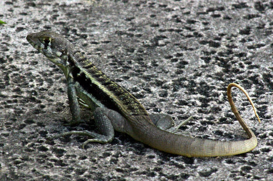 Image of Bastion Cay Curlytail Lizard