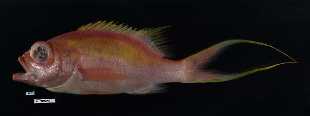 Anthias resmi