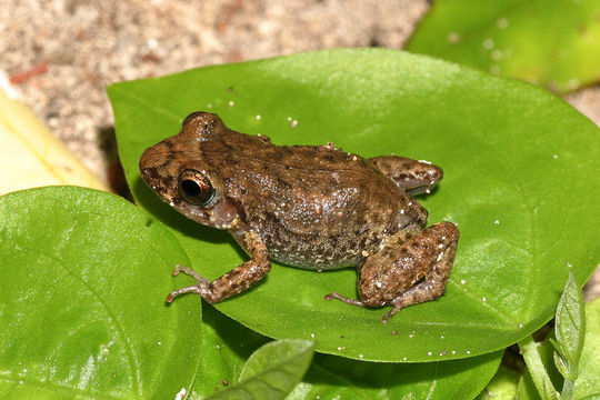 Image of Greenhouse Frog