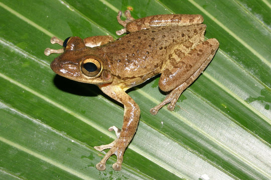 Image of Cuban Treefrog