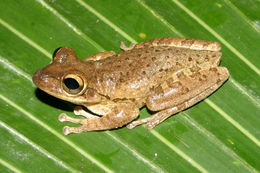 Image of Cuban Treefrog