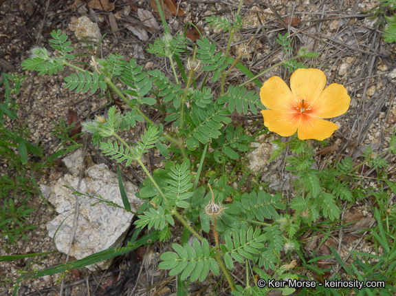 Image de Kallstroemia grandiflora Torr. ex A. Gray