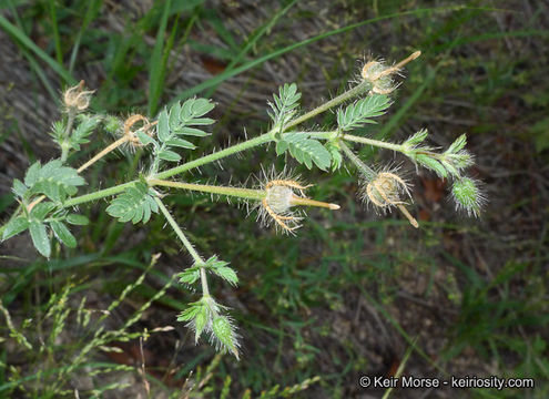 Image de Kallstroemia grandiflora Torr. ex A. Gray