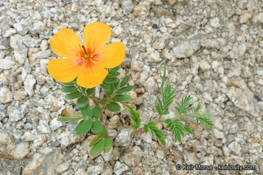 Image de Kallstroemia grandiflora Torr. ex A. Gray