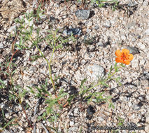 Image de Kallstroemia grandiflora Torr. ex A. Gray