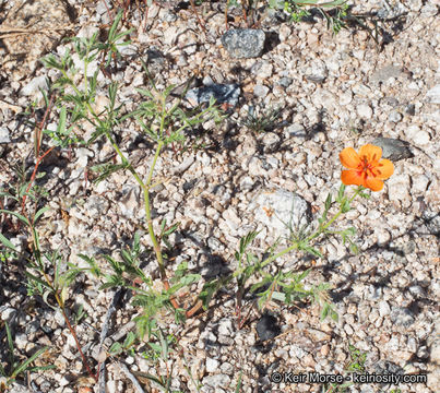 Image of Arizona poppy