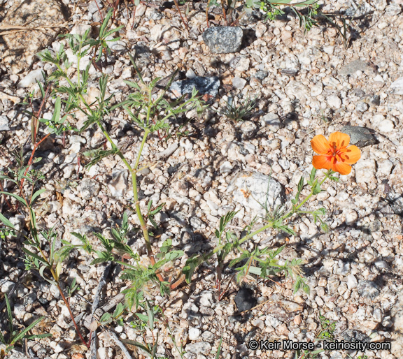 Image de Kallstroemia grandiflora Torr. ex A. Gray