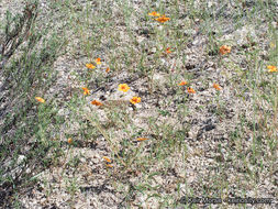 Image de Kallstroemia grandiflora Torr. ex A. Gray