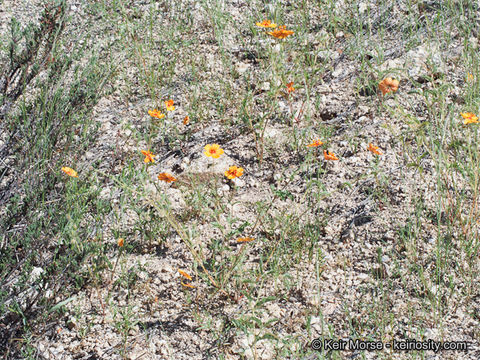 Image of Arizona poppy