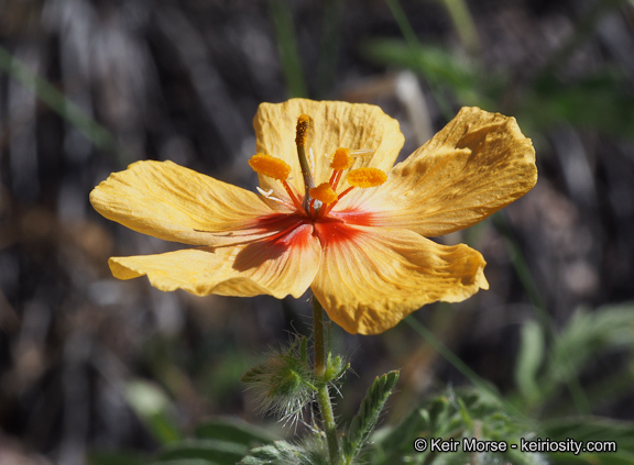 Image de Kallstroemia grandiflora Torr. ex A. Gray