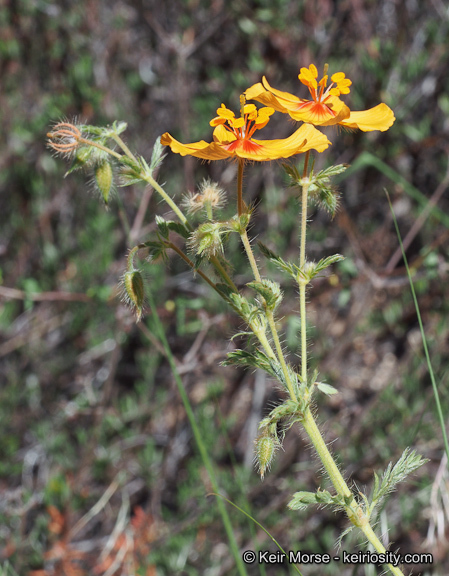 Image de Kallstroemia grandiflora Torr. ex A. Gray