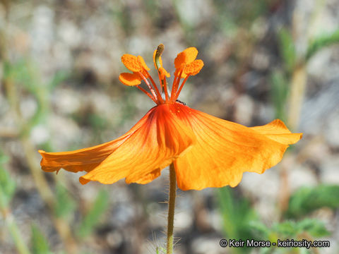 Image de Kallstroemia grandiflora Torr. ex A. Gray