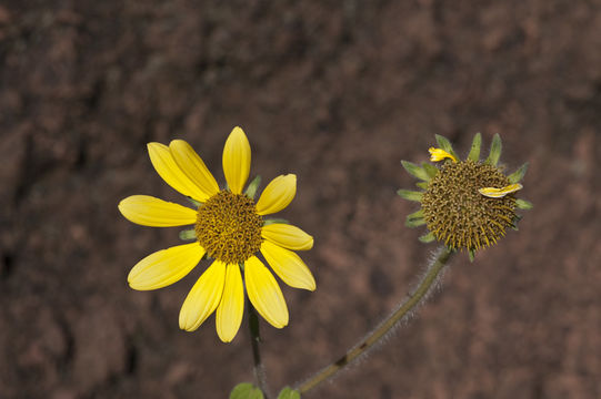 Image of acahual