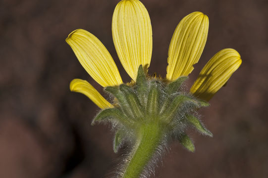 Image of acahual