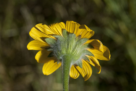 Tithonia tubaeformis (Jacq.) Cass. resmi