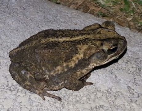 Image of gulf coast toad