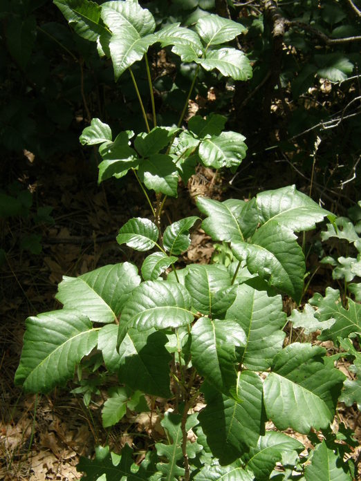 Image of western poison ivy