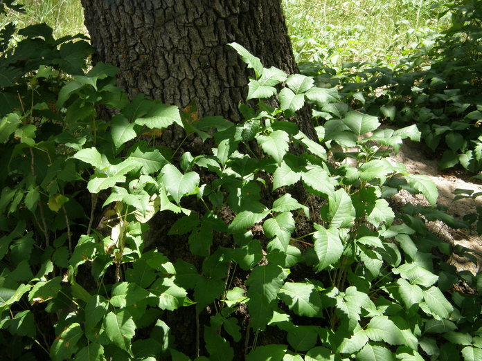 Image of western poison ivy