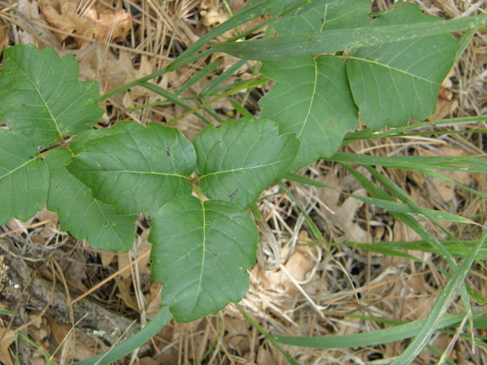 Image of western poison ivy