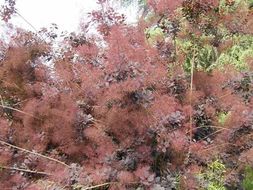 Cotinus coggygria Scop. resmi