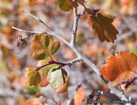 Image of <i>Rhus aromatica</i> var. <i>simplicifolia</i>