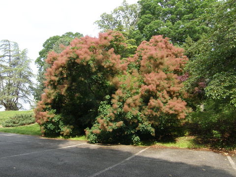 Image of European smoketree