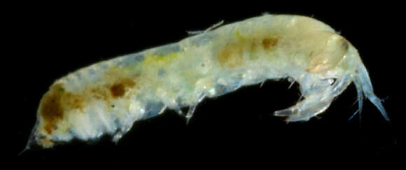 Image of Leptocheliidae Lang 1973