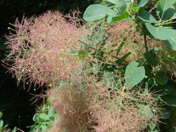 Image de "Arbre à perruque, Sumac Fustet"