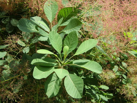 Image of European smoketree