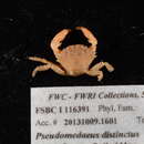 Image of Pseudomedaeus