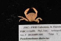 Image of Pseudomedaeus