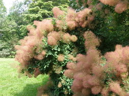 Image de "Arbre à perruque, Sumac Fustet"