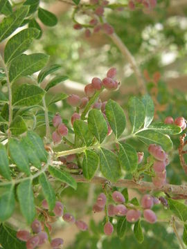 Image of American pistachio