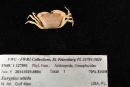 Image of Euryplacidae Stimpson 1871