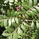 Image of American pistachio