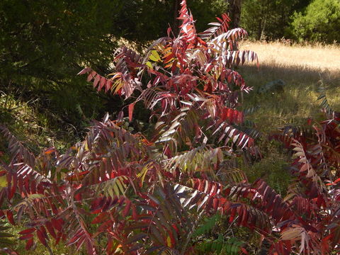 Image of rocky mountain sumac