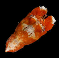 Image of Arctidinae Holthuis 1985