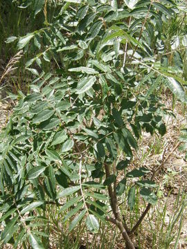 Image of rocky mountain sumac