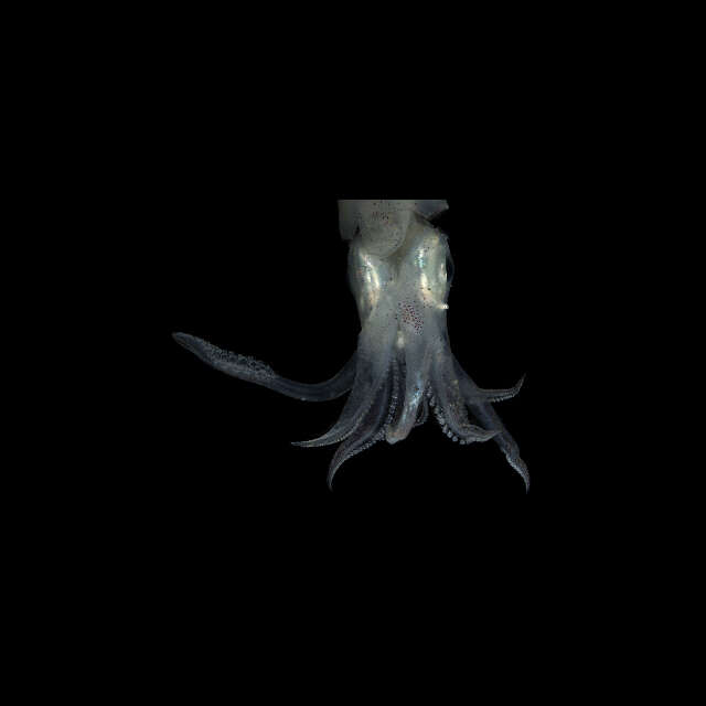 Image of Doryteuthis Naef 1912