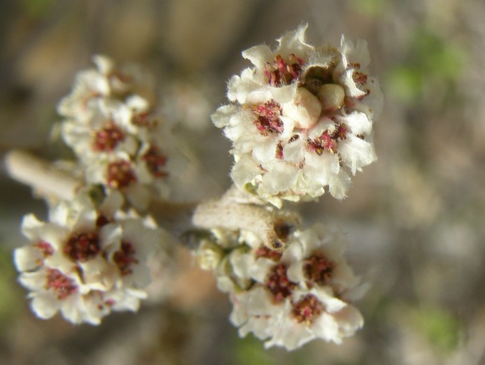 Rhus microphylla Engelm. resmi