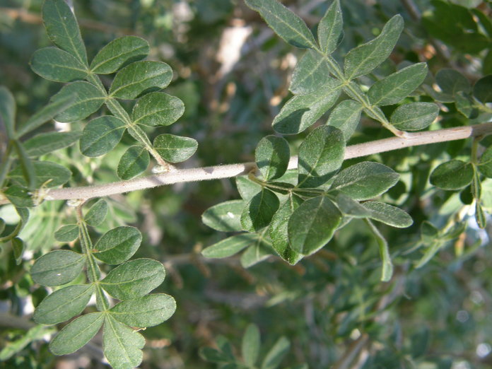 Rhus microphylla Engelm. resmi