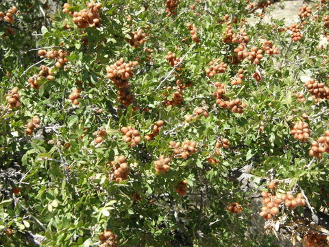 Sivun Rhus microphylla Engelm. kuva