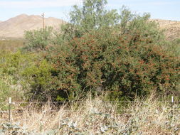 Rhus microphylla Engelm. resmi