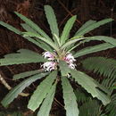 Image of Kaiholena cyanea