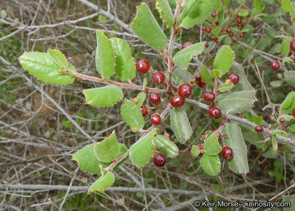 Image of <i>Rhamnus pilosa</i>