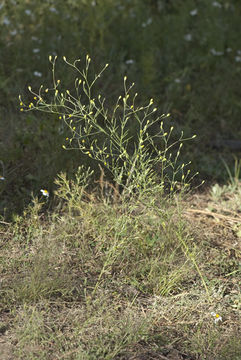 Image de Schkuhria pinnata (Lam.) O. Kuntze