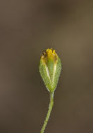 Plancia ëd Schkuhria pinnata (Lam.) O. Kuntze