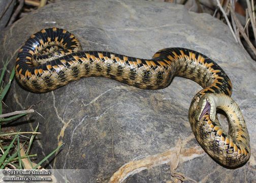 Image of Dice Snake