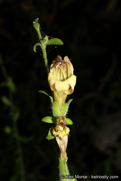 Image of Rothrock's keckiella