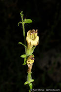 Image of Rothrock's keckiella